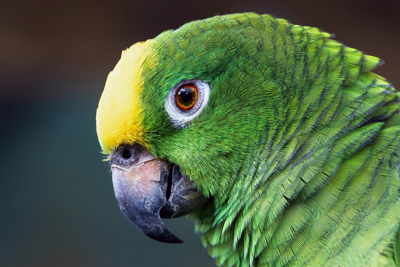découvrez les causes et conséquences de la déforestation en amazonie, son impact sur l'environnement mondial, et les solutions pour préserver la forêt amazonienne.