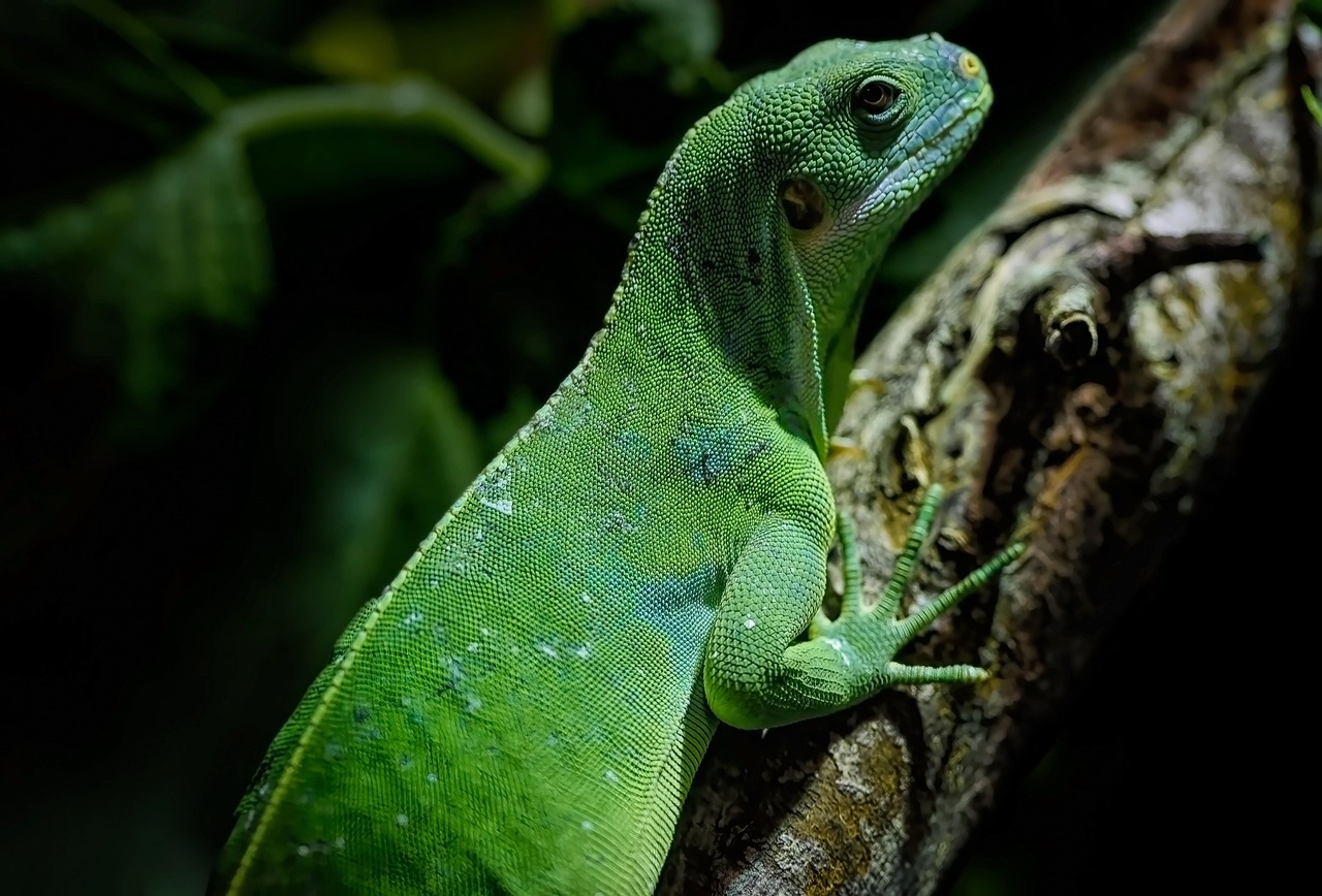 découvrez l'incroyable biodiversité des forêts tropicales, véritables trésors naturels essentiels à l'équilibre de la planète. explorez leur rôle vital dans la lutte contre le changement climatique et la préservation des espèces.