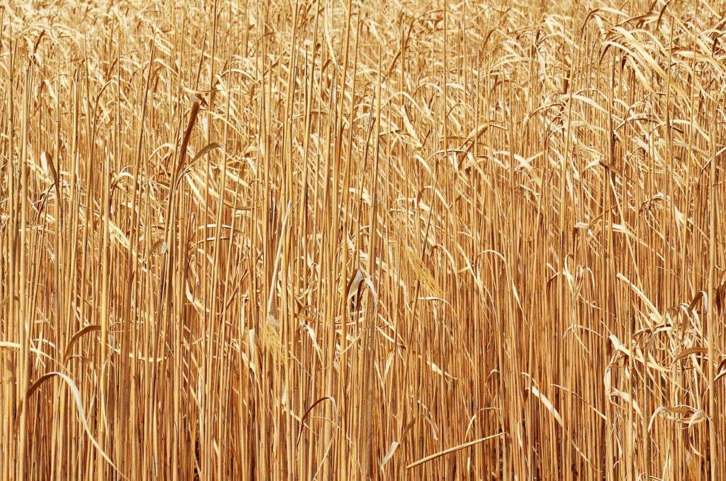 découvrez comment une centrale électrique à biomasse transforme la matière organique en énergie renouvelable, contribuant à un avenir durable et respectueux de l'environnement.