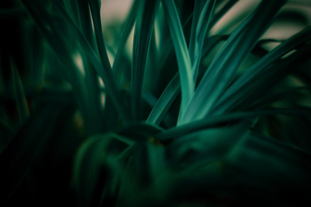 découvrez les principes du développement durable pour un avenir respectueux de l'environnement, économiquement viable et socialement équitable.