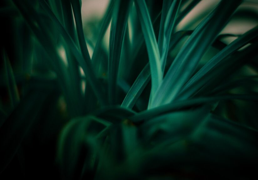 découvrez les principes du développement durable pour un avenir respectueux de l'environnement, économiquement viable et socialement équitable.