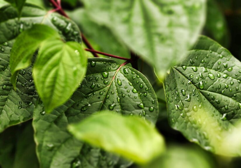 d&eacute;couvrez des habitudes simples et &eacute;cologiques &agrave; adopter au quotidien pour pr&eacute;server la plan&egrave;te et vivre de mani&egrave;re responsable.