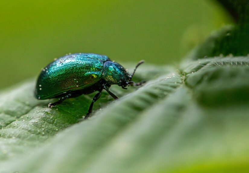 d&eacute;couvrez le concept d'&eacute;cologie punitive, une approche qui combine justice environnementale et sanctions pour prot&eacute;ger la plan&egrave;te et promouvoir un comportement responsable.