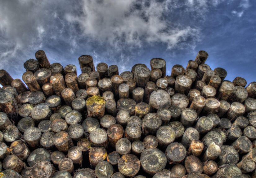 d&eacute;couvrez les causes, les impacts et les solutions de la d&eacute;forestation, un ph&eacute;nom&egrave;ne qui menace la biodiversit&eacute; et le climat mondial.