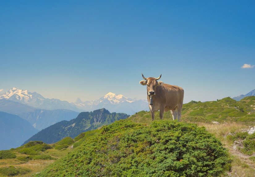 d&eacute;couvrez les glaciers, ces immenses masses de glace fascinantes, leur formation, leur impact sur l'environnement et leur importance dans le climat mondial.