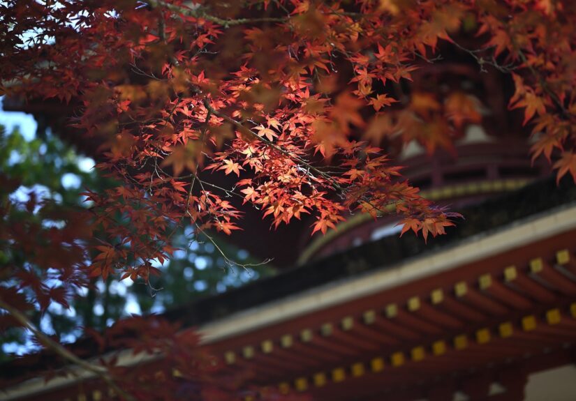 d&eacute;couvrez l'h&eacute;ritage culturel, historique et familial qui fa&ccedil;onne notre identit&eacute;. explorez les traditions, les monuments et les r&eacute;cits qui traversent les g&eacute;n&eacute;rations.