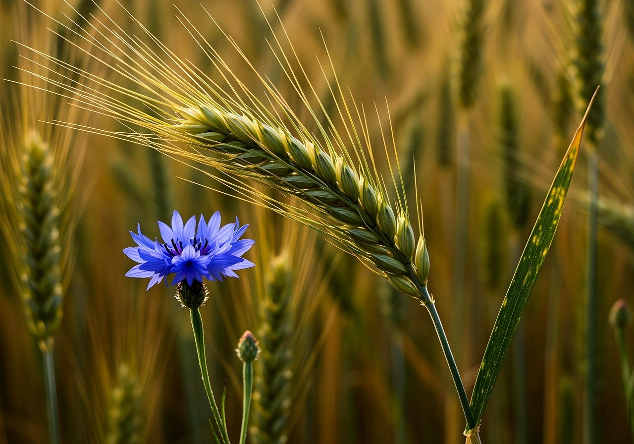 découvrez les pratiques d'agriculture durable visant à préserver les ressources naturelles, promouvoir la biodiversité et assurer une production alimentaire responsable pour les générations futures.