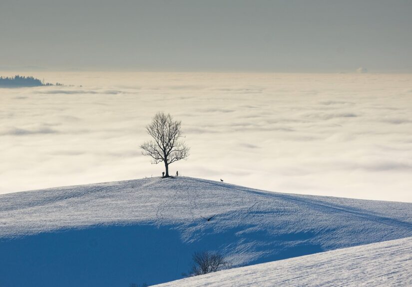 d&eacute;couvrez des arbres et des paysages magnifiques pour embellir votre environnement naturel et cr&eacute;er des espaces ext&eacute;rieurs harmonieux.