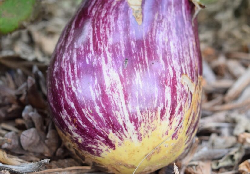 d&eacute;couvrez les techniques de jardinage en permaculture urbaine pour cultiver un espace vert durable et productif en milieu citadin.