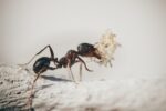 d&eacute;couvrez nos solutions efficaces pour &eacute;radiquer les barri&egrave;res anti-fourmis et prot&eacute;ger votre maison des infestations.