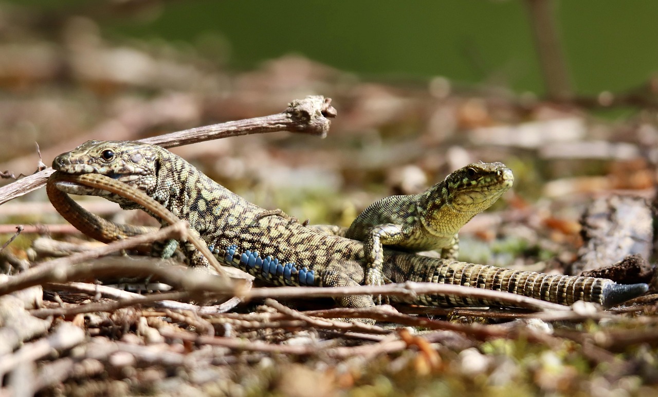 découvrez des conseils pratiques pour adopter un comportement éco-responsable au quotidien et contribuer à la protection de l'environnement.