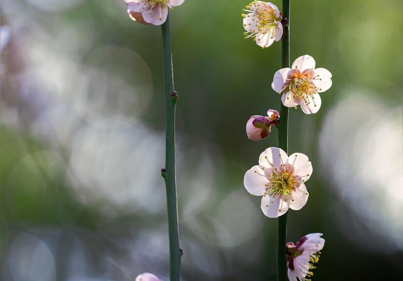 d&eacute;couvrez le charme unique du japon : une fusion fascinante entre tradition ancestrale et modernit&eacute; vibrante. explorez sa culture riche, sa cuisine d&eacute;licieuse et ses paysages &eacute;poustouflants.