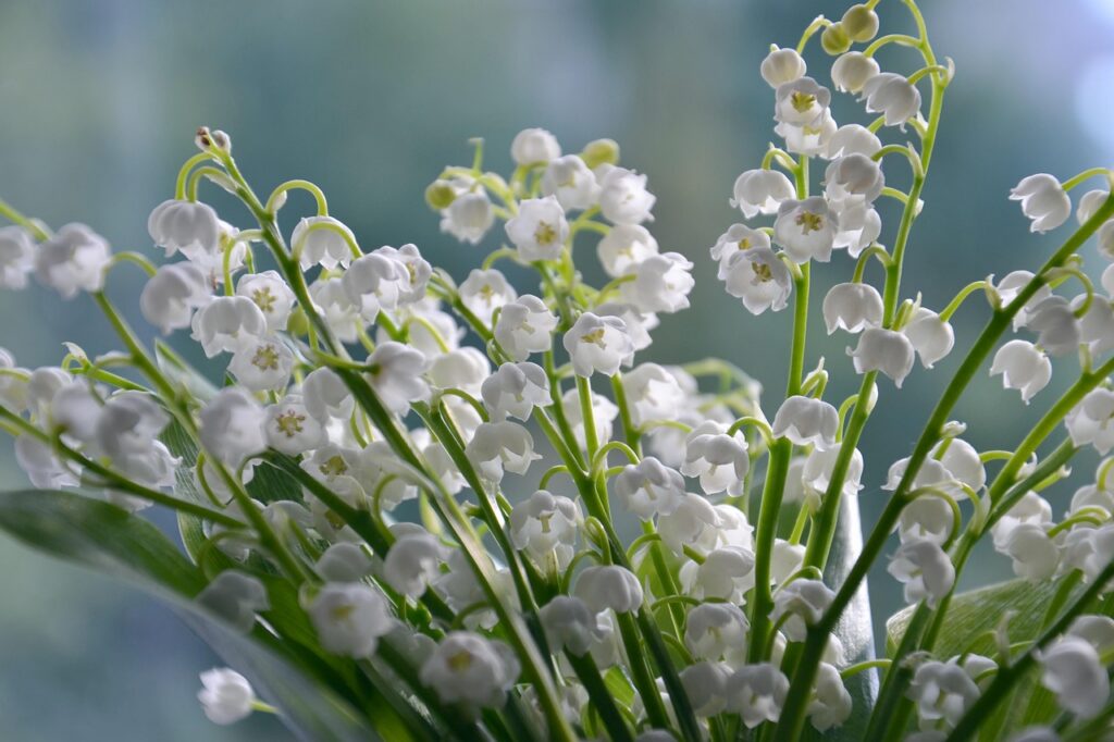 d&eacute;couvrez le muguet, une fleur d&eacute;licate et parfum&eacute;e symbole de bonheur et de renouveau, parfaite pour embellir vos jardins et occasions sp&eacute;ciales.