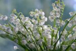 d&eacute;couvrez le muguet, une fleur d&eacute;licate et parfum&eacute;e symbole de bonheur et de renouveau, parfaite pour embellir vos jardins et occasions sp&eacute;ciales.