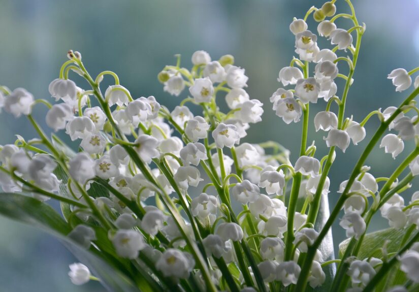 d&eacute;couvrez le muguet, une fleur d&eacute;licate et parfum&eacute;e symbole de bonheur et de renouveau, parfaite pour embellir vos jardins et occasions sp&eacute;ciales.