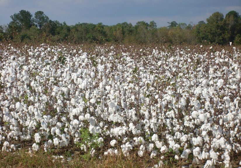 d&eacute;couvrez notre collection de coton biologique, alliant confort, douceur et respect de l'environnement pour un choix &eacute;thique et durable.