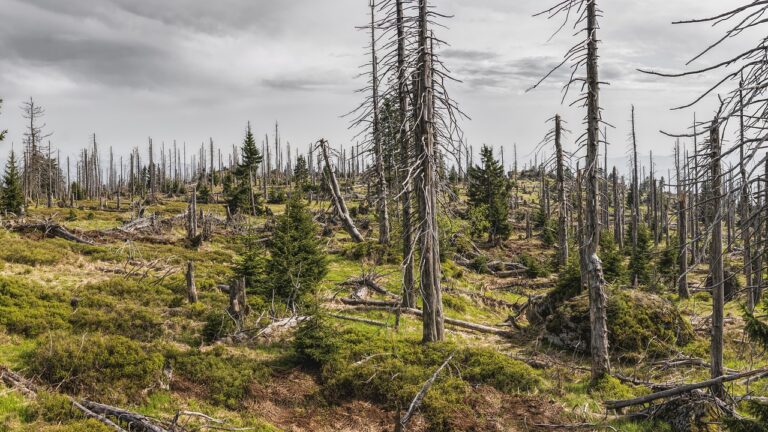 d&eacute;couvrez l'importance de la protection des for&ecirc;ts anciennes, v&eacute;ritables tr&eacute;sors de biodiversit&eacute; et h&eacute;ritage naturel &agrave; pr&eacute;server pour les g&eacute;n&eacute;rations futures.