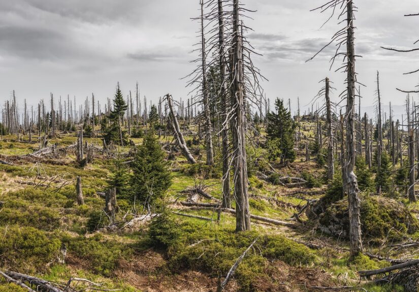 d&eacute;couvrez l'importance de la protection des for&ecirc;ts anciennes, v&eacute;ritables tr&eacute;sors de biodiversit&eacute; et h&eacute;ritage naturel &agrave; pr&eacute;server pour les g&eacute;n&eacute;rations futures.