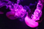 d&eacute;couvrez les myst&egrave;res et la beaut&eacute; des oc&eacute;ans, vastes &eacute;tendues d'eau qui couvrent la majeure partie de la plan&egrave;te, abritant une diversit&eacute; incroyable de vie marine.