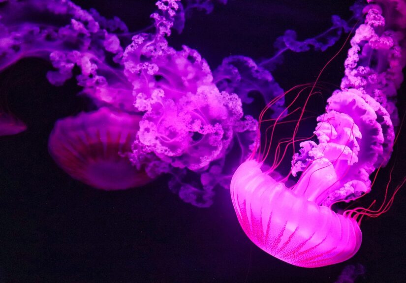 d&eacute;couvrez les myst&egrave;res et la beaut&eacute; des oc&eacute;ans, vastes &eacute;tendues d'eau qui couvrent la majeure partie de la plan&egrave;te, abritant une diversit&eacute; incroyable de vie marine.