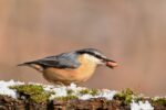 d&eacute;couvrez l'importance des tourbi&egrave;res, ces &eacute;cosyst&egrave;mes uniques qui stockent le carbone, soutiennent la biodiversit&eacute; et jouent un r&ocirc;le crucial dans la r&eacute;gulation du climat.