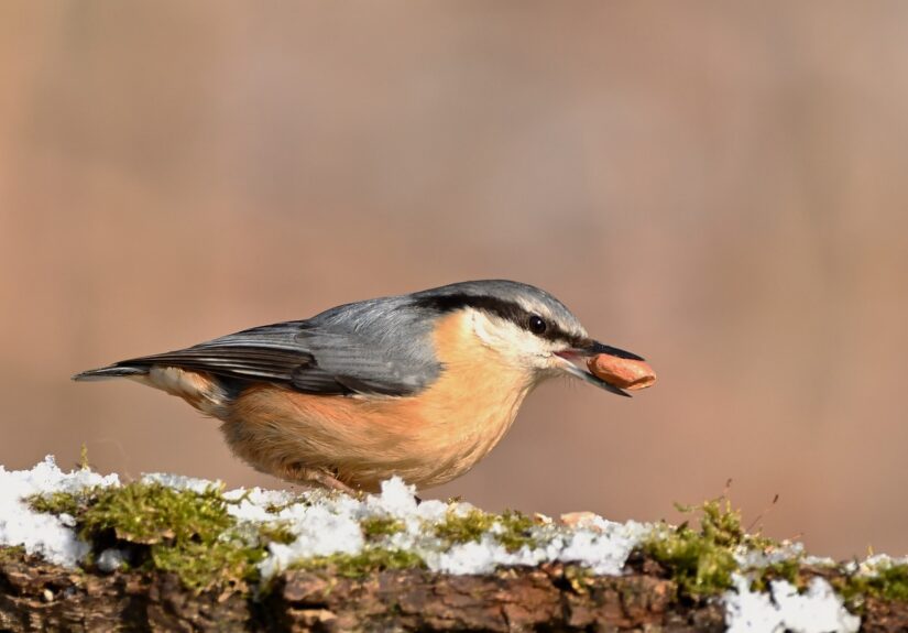 d&eacute;couvrez l'importance des tourbi&egrave;res, ces &eacute;cosyst&egrave;mes uniques qui stockent le carbone, soutiennent la biodiversit&eacute; et jouent un r&ocirc;le crucial dans la r&eacute;gulation du climat.