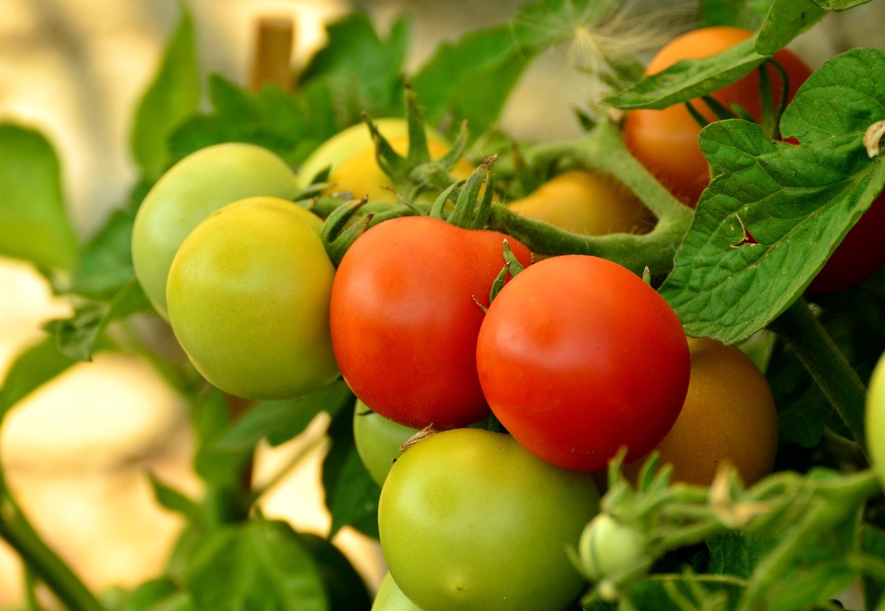 support pour plants de tomates, con&ccedil;u pour offrir stabilit&eacute; et croissance optimale &agrave; vos tomates dans le jardin.